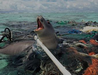 Consecuencias de la contaminación del mar por plástico